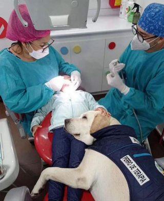 Illustration de l'article : Rencontrez Aldo, un Labrador devenu l'assistant préféré des dentistes pour rassurer les enfants