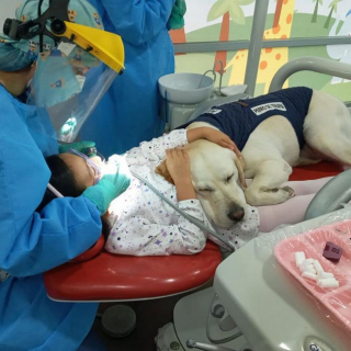 Illustration de l'article : Rencontrez Aldo, un Labrador devenu l'assistant préféré des dentistes pour rassurer les enfants
