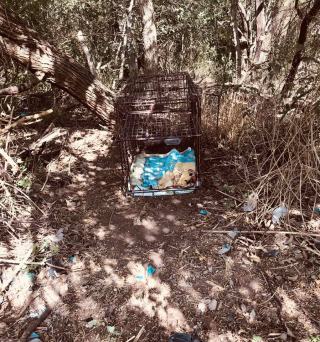 Illustration de l'article : La quête émouvante d'une bénévole pour retrouver un chien perdu et honorer la mémoire de son maître