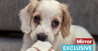 Illustration de l'article : Abandonnée dans une poubelle, cette petite chienne mène un combat pour marcher à nouveau