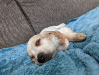 Illustration de l'article : Abandonnée dans une poubelle, cette petite chienne mène un combat pour marcher à nouveau