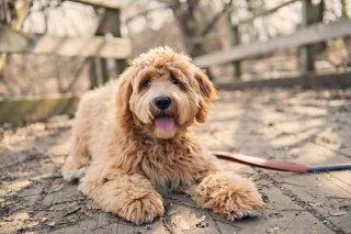 Illustration de l'article : Labradoodle