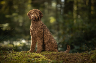 Illustration de l'article : Labradoodle