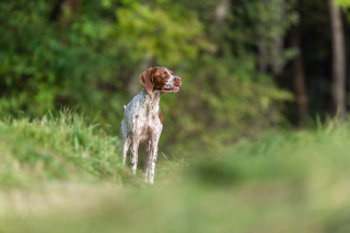 Illustration de l'article : Braque Français