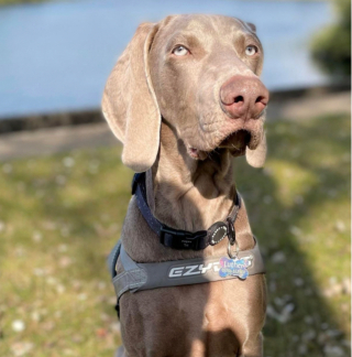 Illustration de l'article : 20 photos qui vous feront craquer pour les adorables Braques de Weimar