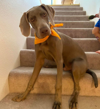 Illustration de l'article : 20 photos qui vous feront craquer pour les adorables Braques de Weimar