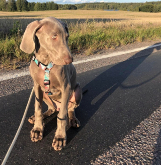 Illustration de l'article : 20 photos qui vous feront craquer pour les adorables Braques de Weimar