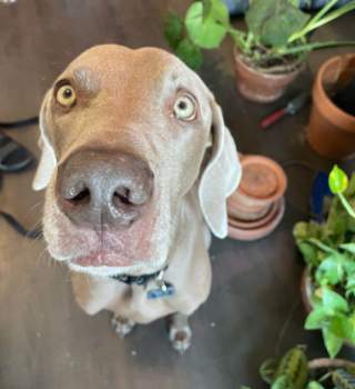 Illustration de l'article : 20 photos qui vous feront craquer pour les adorables Braques de Weimar