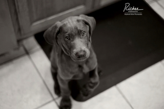 Illustration de l'article : 20 photos qui vous feront craquer pour les adorables Braques de Weimar