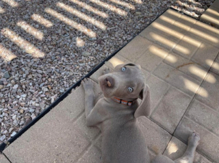 Illustration de l'article : 20 photos qui vous feront craquer pour les adorables Braques de Weimar