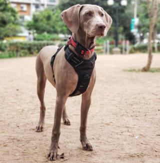 Illustration de l'article : 20 photos qui vous feront craquer pour les adorables Braques de Weimar