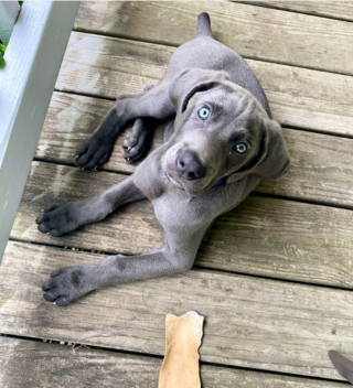 Illustration de l'article : 20 photos qui vous feront craquer pour les adorables Braques de Weimar