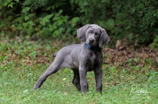 Illustration de l'article : 20 photos qui vous feront craquer pour les adorables Braques de Weimar