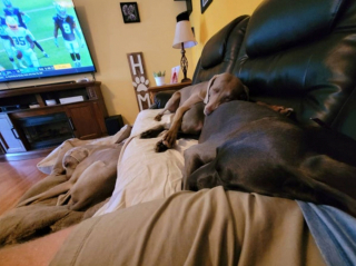 Illustration de l'article : 20 photos qui vous feront craquer pour les adorables Braques de Weimar