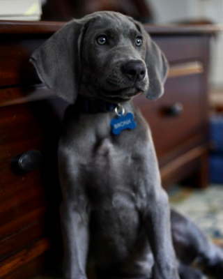 Illustration de l'article : 20 photos qui vous feront craquer pour les adorables Braques de Weimar