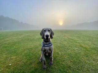 Illustration de l'article : 20 photos qui vous feront craquer pour les adorables Braques de Weimar