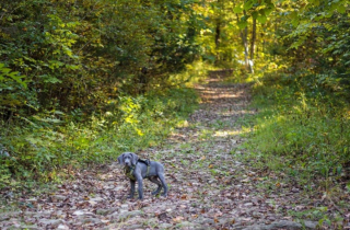 Illustration de l'article : 20 photos qui vous feront craquer pour les adorables Braques de Weimar