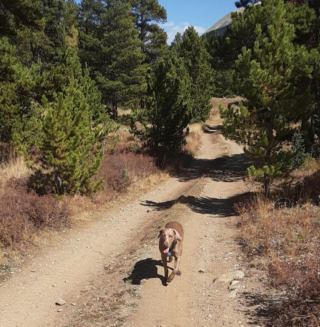 Illustration de l'article : 20 photos qui vous feront craquer pour les adorables Braques de Weimar