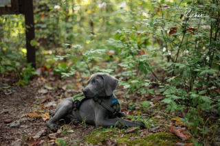 Illustration de l'article : 20 photos qui vous feront craquer pour les adorables Braques de Weimar