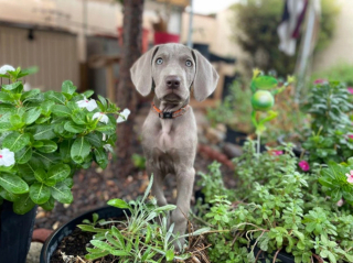 Illustration de l'article : 20 photos qui vous feront craquer pour les adorables Braques de Weimar