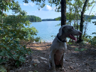 Illustration de l'article : 20 photos qui vous feront craquer pour les adorables Braques de Weimar