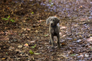 Illustration de l'article : 20 photos qui vous feront craquer pour les adorables Braques de Weimar