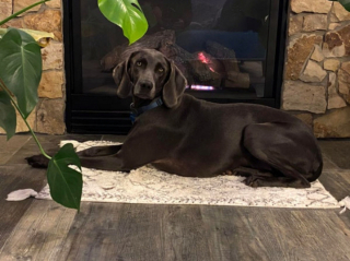 Illustration de l'article : 20 photos qui vous feront craquer pour les adorables Braques de Weimar