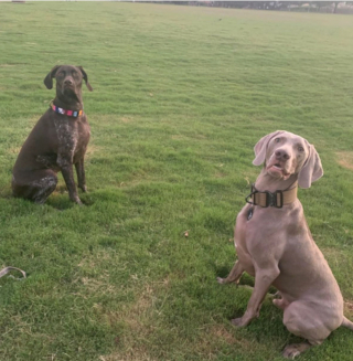 Illustration de l'article : 20 photos qui vous feront craquer pour les adorables Braques de Weimar