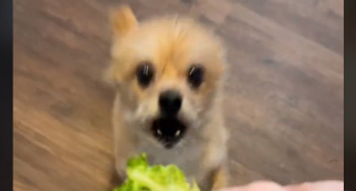 Illustration de l'article : Découvrez toutes les aptitudes que ce petit chien met en oeuvre, afin d’obtenir son pêché-mignon en récompense (vidéo)