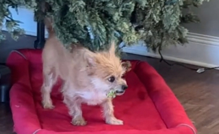 Illustration de l'article : Découvrez toutes les aptitudes que ce petit chien met en oeuvre, afin d’obtenir son pêché-mignon en récompense (vidéo)