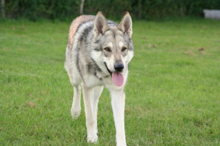 Illustration de l'article : Chien-Loup de Saarloos