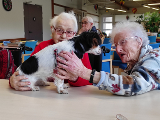 Illustration de l'article : Cette petite chienne illumine le quotidien des résidents d'une maison de retraite