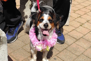 Illustration de l'article : Cette petite chienne illumine le quotidien des résidents d'une maison de retraite