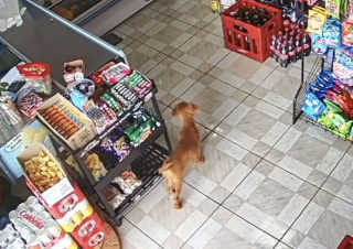 Illustration de l'article : Un chien rusé tente de voler de la nourriture dans un magasin et impressionne les internautes par son art de la discrétion (vidéo)