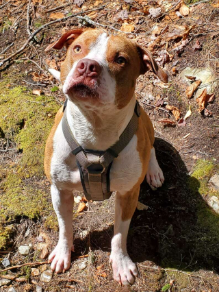 Illustration de l'article : Ce Pitbull a immédiatement réagi quand la vie de son jeune maître a été mise en danger