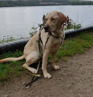 Illustration de l'article : La double vie de Kai : un chien ordinaire à la maison, un héros en harnais pour les aveugles