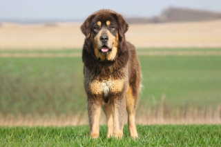 Illustration de l'article : Dogue du Tibet