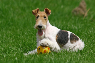 Illustration de l'article : Fox Terrier
