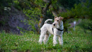 Illustration de l'article : Fox Terrier