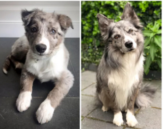 Illustration de l'article : 20 photos "avant après" illustrant l'évolution captivante de la beauté chez les chiens