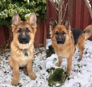 Illustration de l'article : 20 photos "avant après" illustrant l'évolution captivante de la beauté chez les chiens