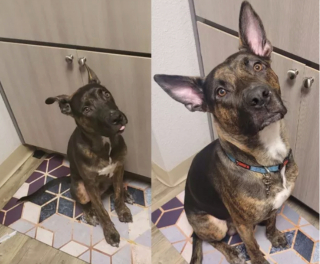 Illustration de l'article : 20 photos "avant après" illustrant l'évolution captivante de la beauté chez les chiens