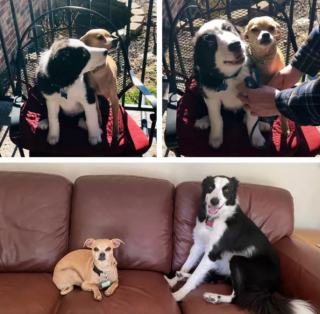 Illustration de l'article : 20 photos "avant après" illustrant l'évolution captivante de la beauté chez les chiens