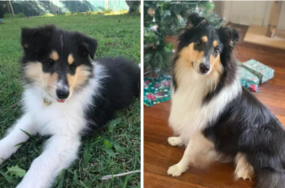 Illustration de l'article : 20 photos "avant après" illustrant l'évolution captivante de la beauté chez les chiens