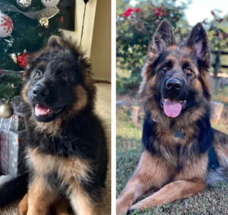 Illustration de l'article : 20 photos "avant après" illustrant l'évolution captivante de la beauté chez les chiens