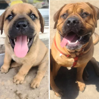 Illustration de l'article : 20 photos "avant après" illustrant l'évolution captivante de la beauté chez les chiens