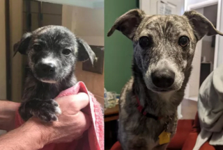 Illustration de l'article : 20 photos "avant après" illustrant l'évolution captivante de la beauté chez les chiens