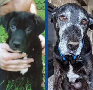 Illustration de l'article : 20 photos "avant après" illustrant l'évolution captivante de la beauté chez les chiens