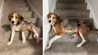 Illustration de l'article : 20 photos "avant après" illustrant l'évolution captivante de la beauté chez les chiens