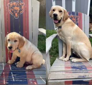 Illustration de l'article : 20 photos "avant après" illustrant l'évolution captivante de la beauté chez les chiens